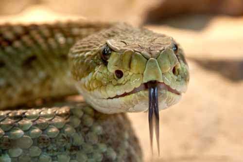 Close up of a snake